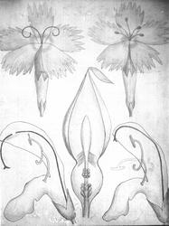 Plantens ernæring o.a. botan.