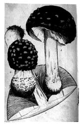 Plantens ernæring o.a. botan.