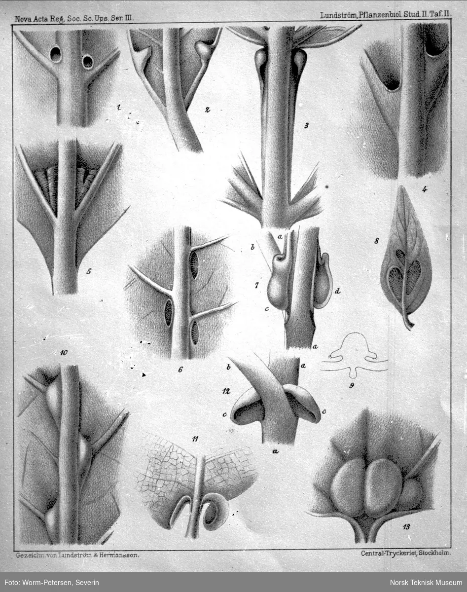 Planter, illustrasjon