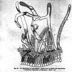Plantens ernæring o.a. botan.