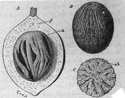 Handelsgymnasiet okt 1904 Botanik