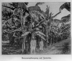 Landbrukshøgskolen, Prof. Christie