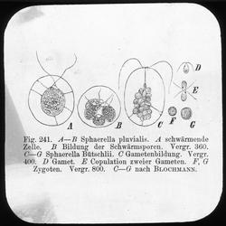 Sphaerella pluvialis og sphaerella Bütschlii