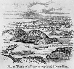 Fugl i dekkstilling (Oedicnemus crepitans)