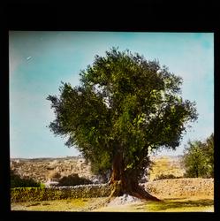 "Fra Oljeberget." (Bildetekst fra album) Håndkolorert.