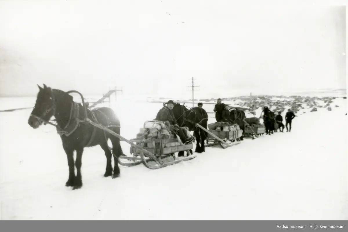 Hestekaravan på vinterstid. Her på retur til Skallelv etter å ha levert melk til meieriet i Vadsø. Arnulf Bauna fremst, ca 1955.