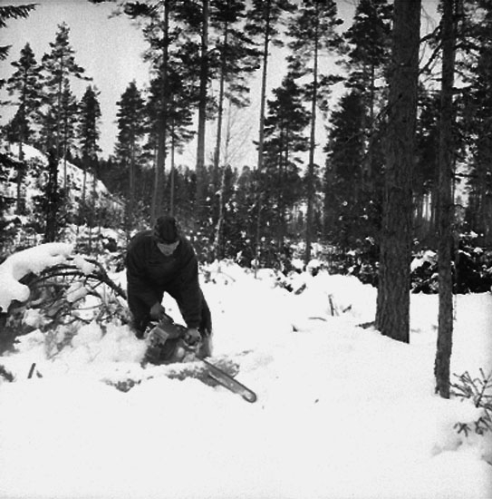 Skogsbruk, trädfällning, en man med motorsåg.
Gustafsson & Gortz (beställare ?).