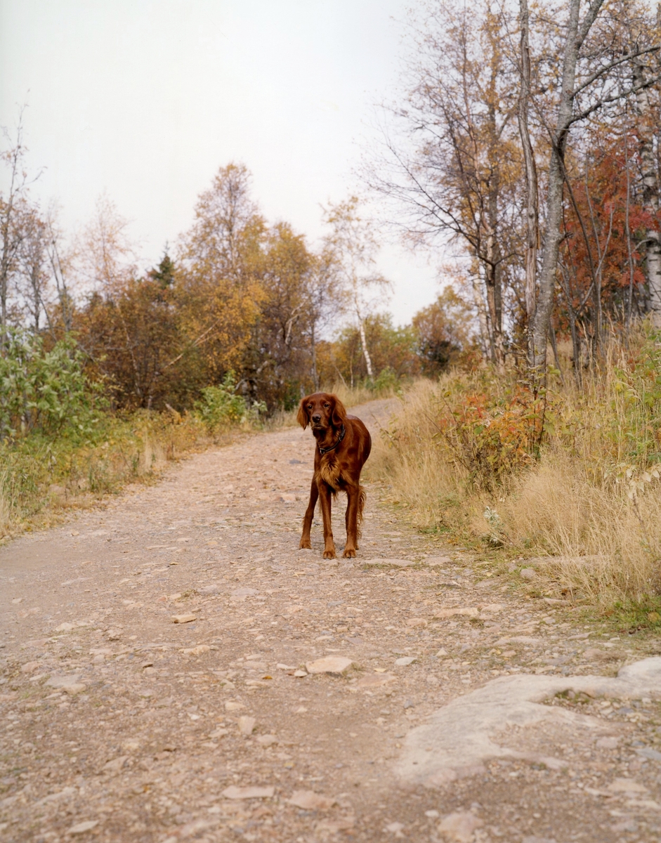 Verket består av to fotografier som viser samme utsnitt av et landskap, men hvor på det ene også viser en hund. Hunden er kunstnerens egen og har avbildet det samme landskapet før og etter dens død.
