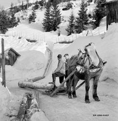 Hankekjøring i Vestre Gausdal i mars 1967.  Fotografiet er t