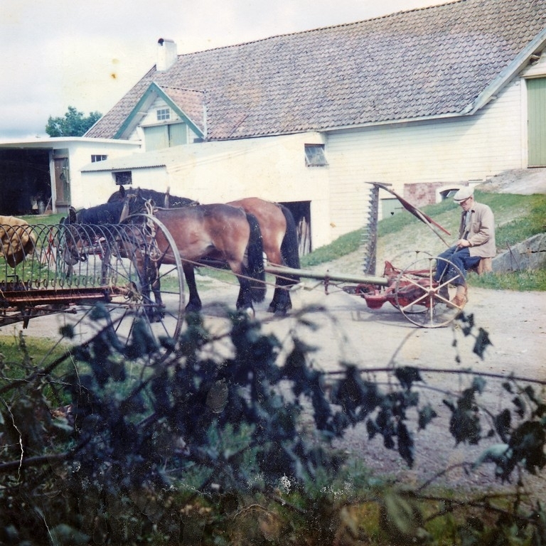 Jonas Olson Garborg 1882 - 1965) på slåmaskinen med 2 hestar framfor. Bilete er teke på oppsida av løa på Garborg bruk 2. Høyriva til venstre.