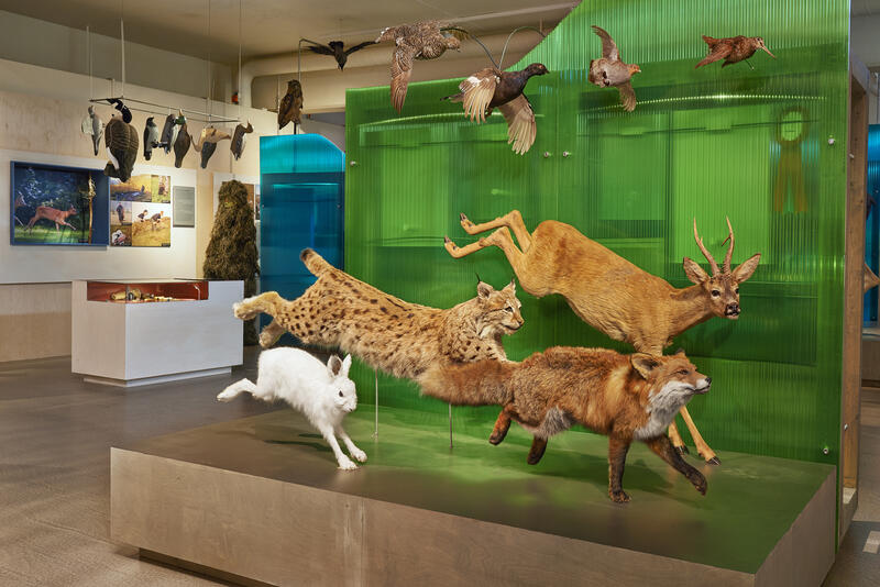 Bilderesultat for Norsk skogmuseum
