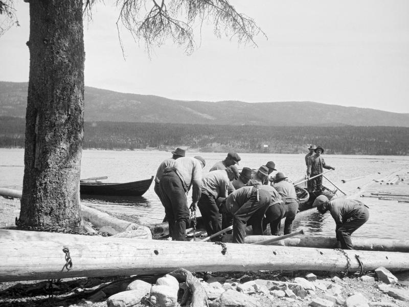 "Kniping" av tømmerbom ved Åsheim lengst nord i Storsjøen i Rendalen i 1920. Fotografiet er tatt fra en posisjon på land. I forgrunnen ligger lensestokker som er forankret i et solid grantre på land ved hjelp av kjetting. Ved strandkanten står elleve mann og drar.