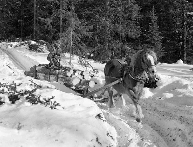Mann som kjører tømmerlass med hest. Mye snø