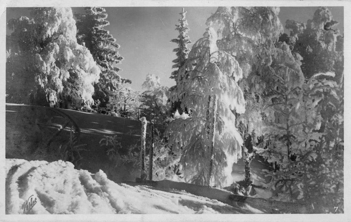 Postkort. Vinterlandskap med skog og snø.