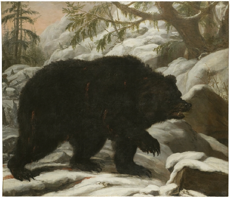 Sårad björn i vinterlandskap