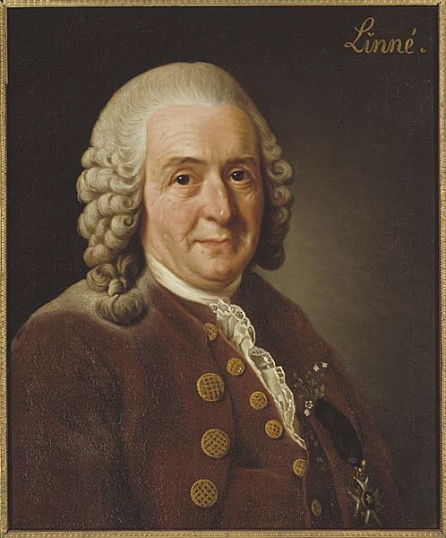Carl von Linné, 1707-1778, botanist, professor