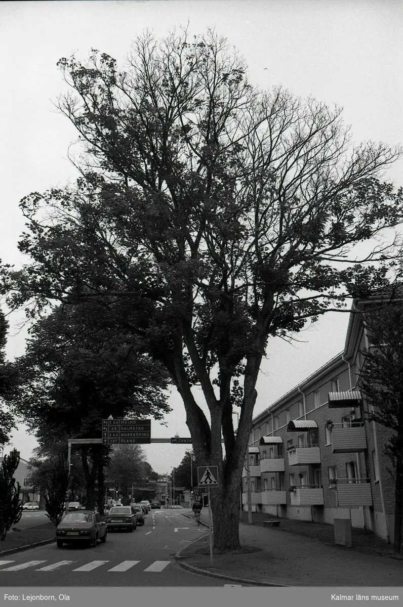 Träden dör!
Korsningen Södra Vägen - Stensövägen.
