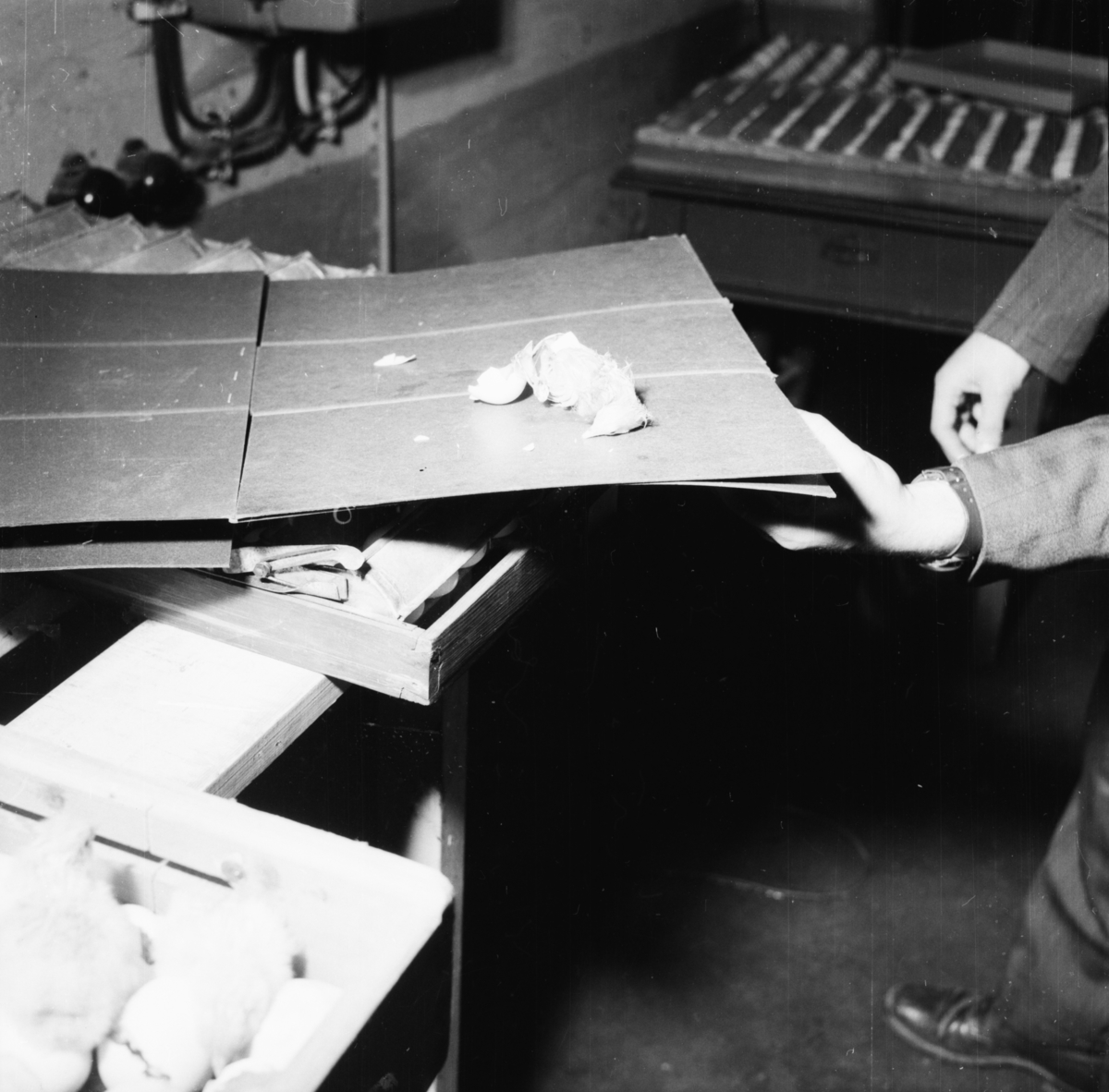 Vardens arkiv. "Kyllingutklekking på Frogner Småbruksskole" 12.04.1954