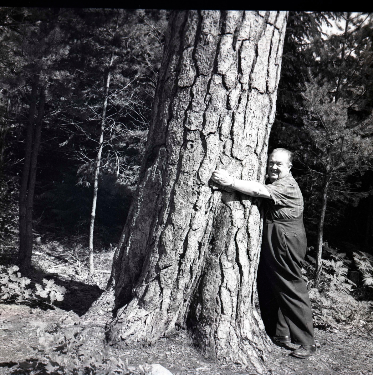 TV-Levis, kramar om ett träd på uppdrag av Hylands Hörna.