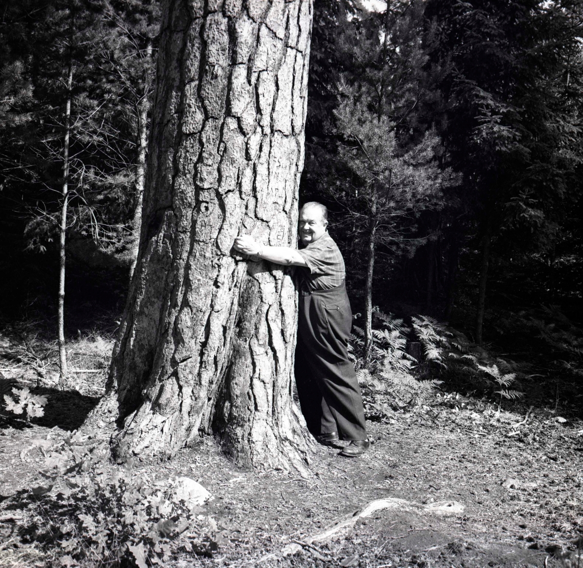 TV-Levis kramar om ett träd, på uppdrag av Hylands Hörna.