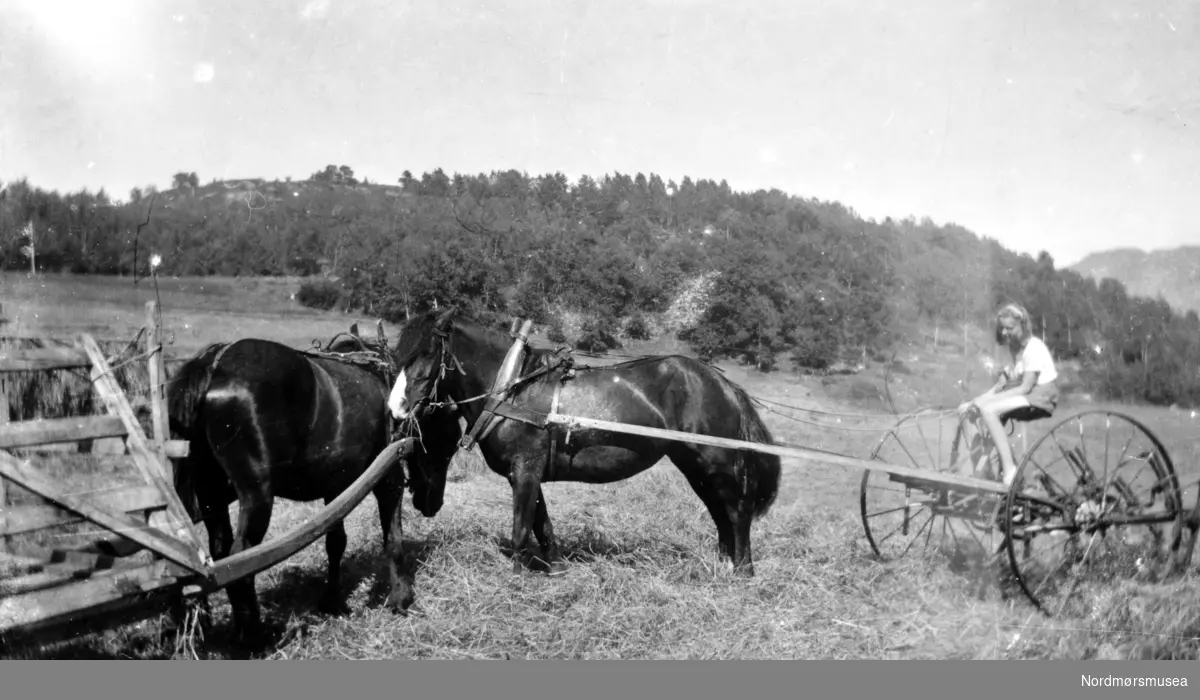 Slåttonn: Hest med plog på store hjul en ukjent plass på bygda i Møre og Romsdal. Ukjent datering og fotograf. Fra Nordmøre Museums fotosamlinger.
