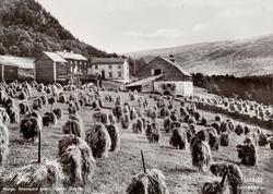 Postkort ";2629/22"; med motiv fra Gravaune gård i Oppdal ko