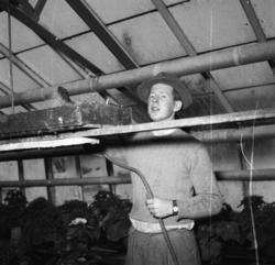 Vardens arkiv. "Besøk i Gartneriet til Dalene, Porsgrunn"  1