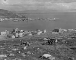 Hammerfest aug. 1960