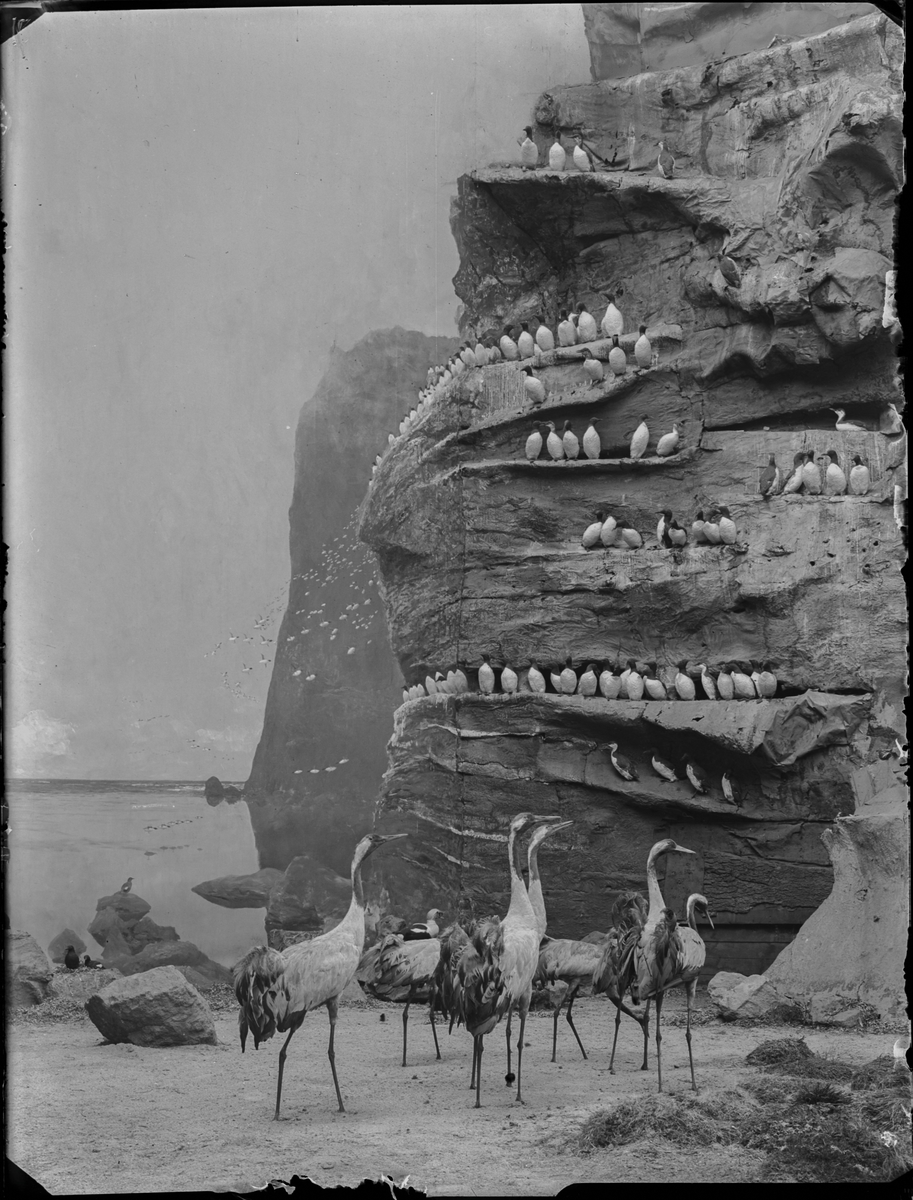 Diorama från Biologiska museets utställning om nordiskt djurliv i havs-, bergs- och skogsmiljö. Fotografi från omkring år 1900.
Biologiska museets utställning
Trana
Grus Grus (Linnaeus)
Sillgrissla
Uria Aalge (Pontoppidan)