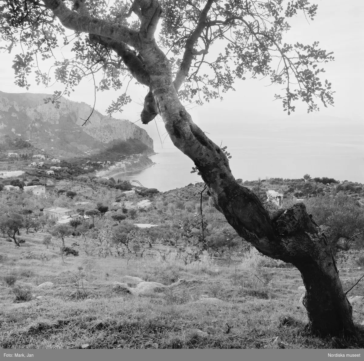 "Från Villa Jovis har man mellan olivträden en hänförande utsikt över  land och hav." I förgrunden ett knotigt olivträd. Nedanför en gräsbevuxen sluttning spridda hus, i fonden breder havet ut sig.