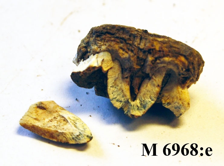 En bit av en käke med två tänder i samt ett tandfragment från djur. 
Storlek: L: 20 - 12 mm. B: 12 - 6 mm. 
Inskriven i huvudboken 1935.