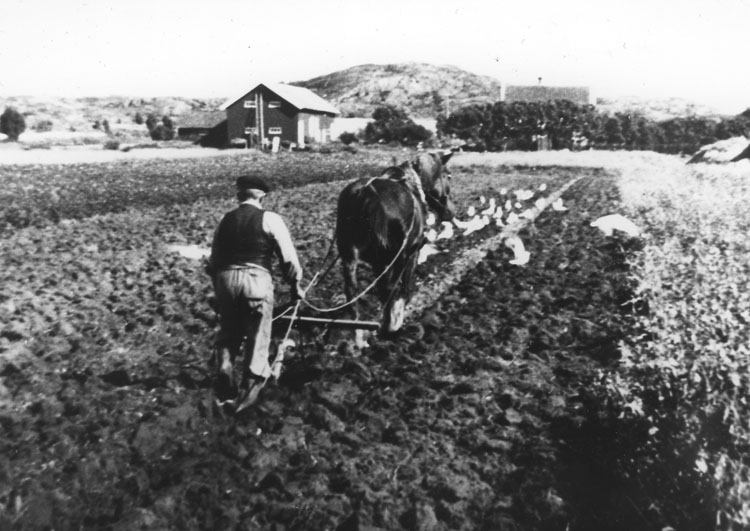 Höstplöjning med häst på Skaftö på 1930-talet