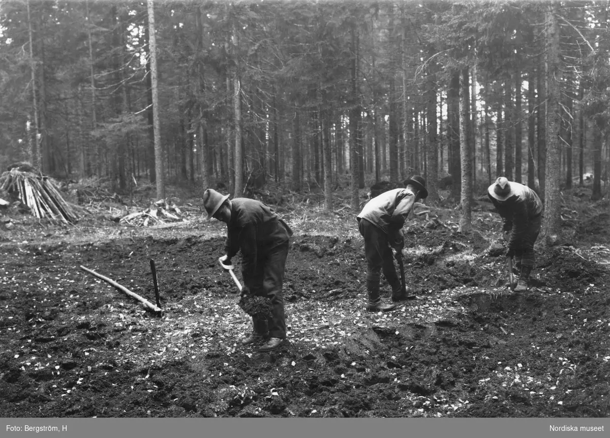 Dokumentation av arbete med kolning i Gammalkroppa i Värmland. Tre män arbetar med att gräva. I bakgrunden granskog.