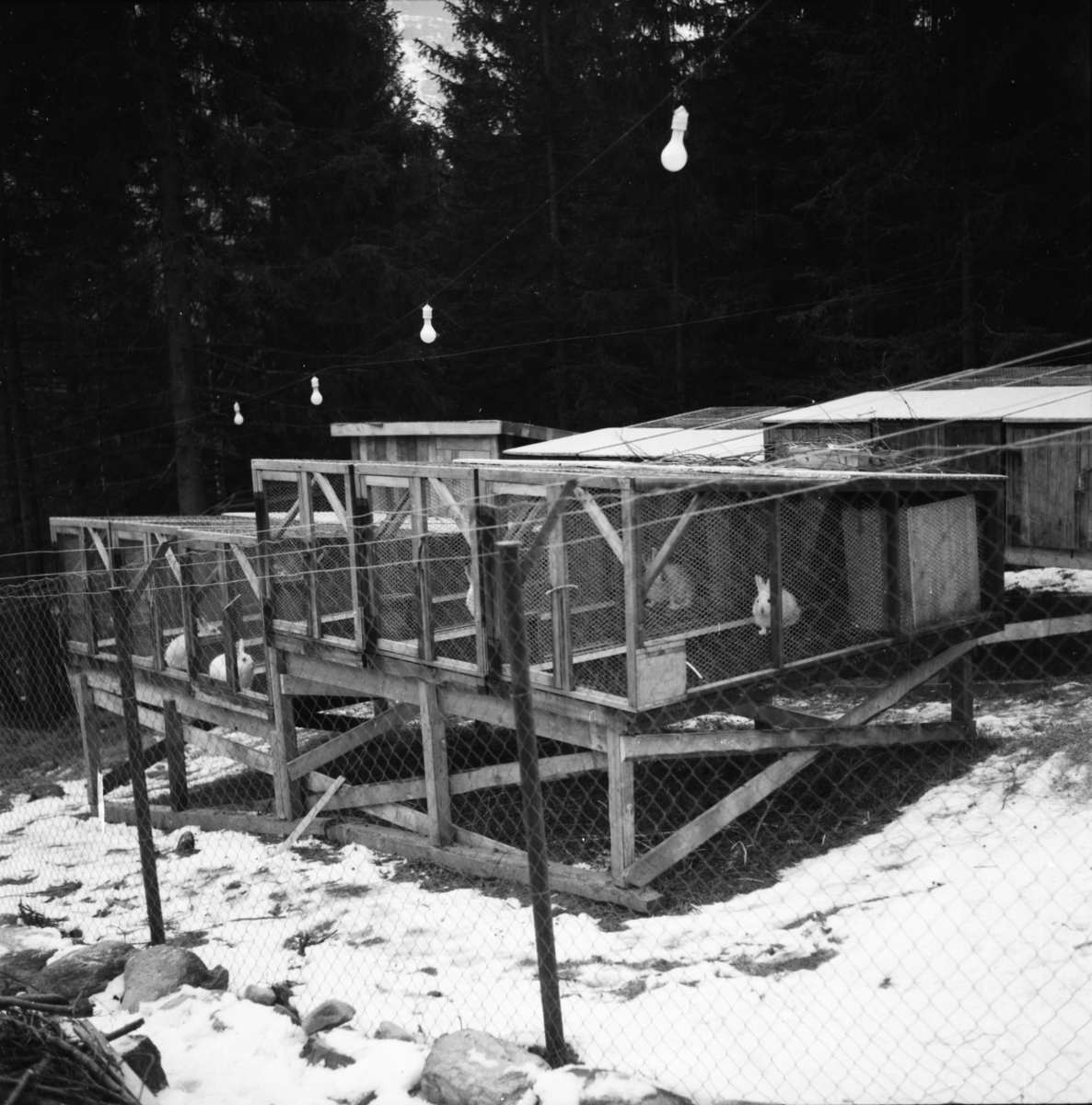 Vardens arkiv. "Harefarm på Rjukan" 06.01.1954