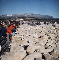 Skilling av ca 3000 sau på Fjellstølen.