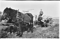 Skuronn. Karl Smith med hest og selvbinder hos Solbue Ottar.