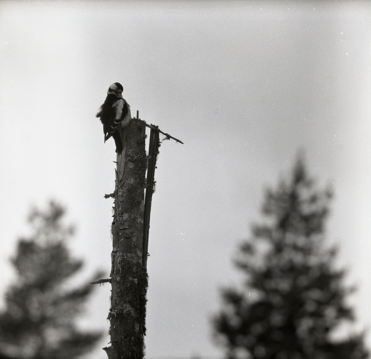 En större hackspett har landat på toppen av ett kapat träd. Den har näbben under vingen och tvättar fjäderdräkten. I bakgrunden skymtar trädspetsarna från skogens högre träd fram.
