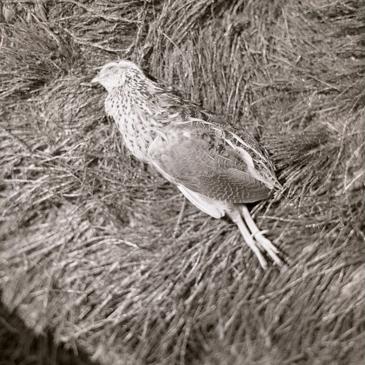 Stilla ligger den döda vakteln i gräset. Nedlagd på sidan utstrålar den frid och lugn fastän benen pekar rakt ned. I anslutning till bilden har Mickelsson skrivit att fågeln fallit offer för telefonledningen 1972.