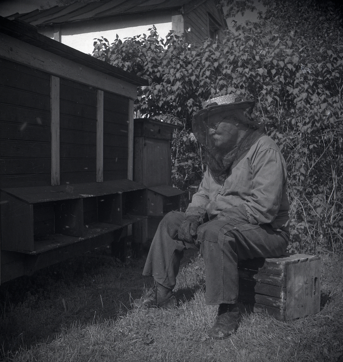 En man sitter på en låda framför en lång bikupa iförd skyddshatt med nät och handskar. Mickelsson har tagit fotot för exponering i en tidning om biodling 1948.
