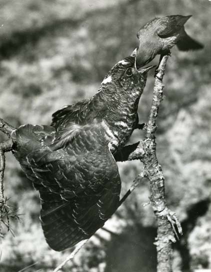 Gökunge som matas av rödstjärthona. En nu nästan klassisk fågelbild. Den första av Hildings fotografier som gick ut över världen.