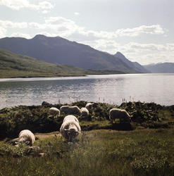 Sauer beiter v. Gjende