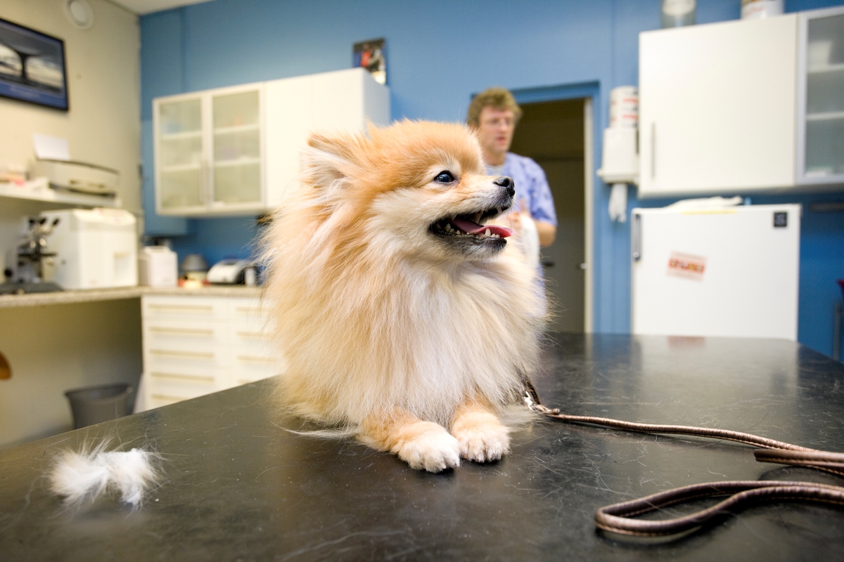Hund hos veterinær. En hund av rasen pomeranian hviler på et undersøkelsesbord hos veterinæren.