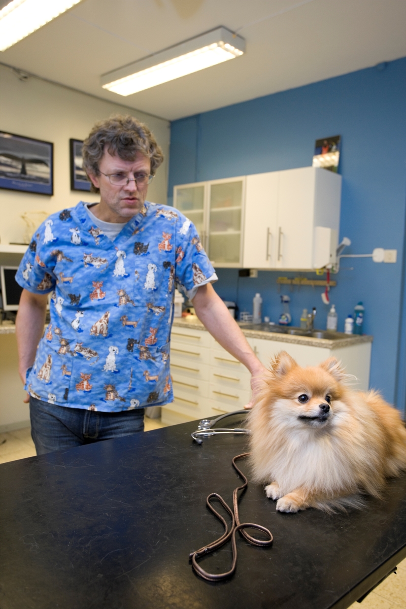 Hund hos veterinær. En hund av rasen pomeranian ligger på et undersøkelsesbord. Veterinæren står i bakgrunnen.