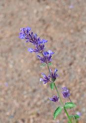Urter i urtehagen til Norsk Farmasihistorisk Museum