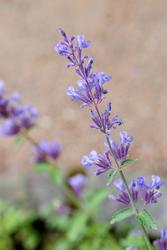 Urter i urtehagen til Norsk Farmasihistorisk Museum
