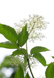 Urter i urtehagen til Norsk Farmasihistorisk Museum