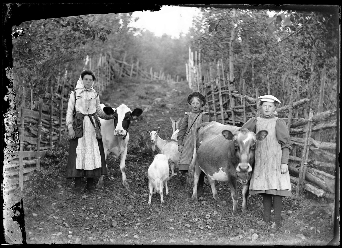 Olga Johansson med sina kusiner Berta och Anna Persson (Hans-Pers döttrar) som "gattare" i Sörbäcken, Lima socken, Dalarna 1906. Olga emigrerade året därpå till Nordamerika.