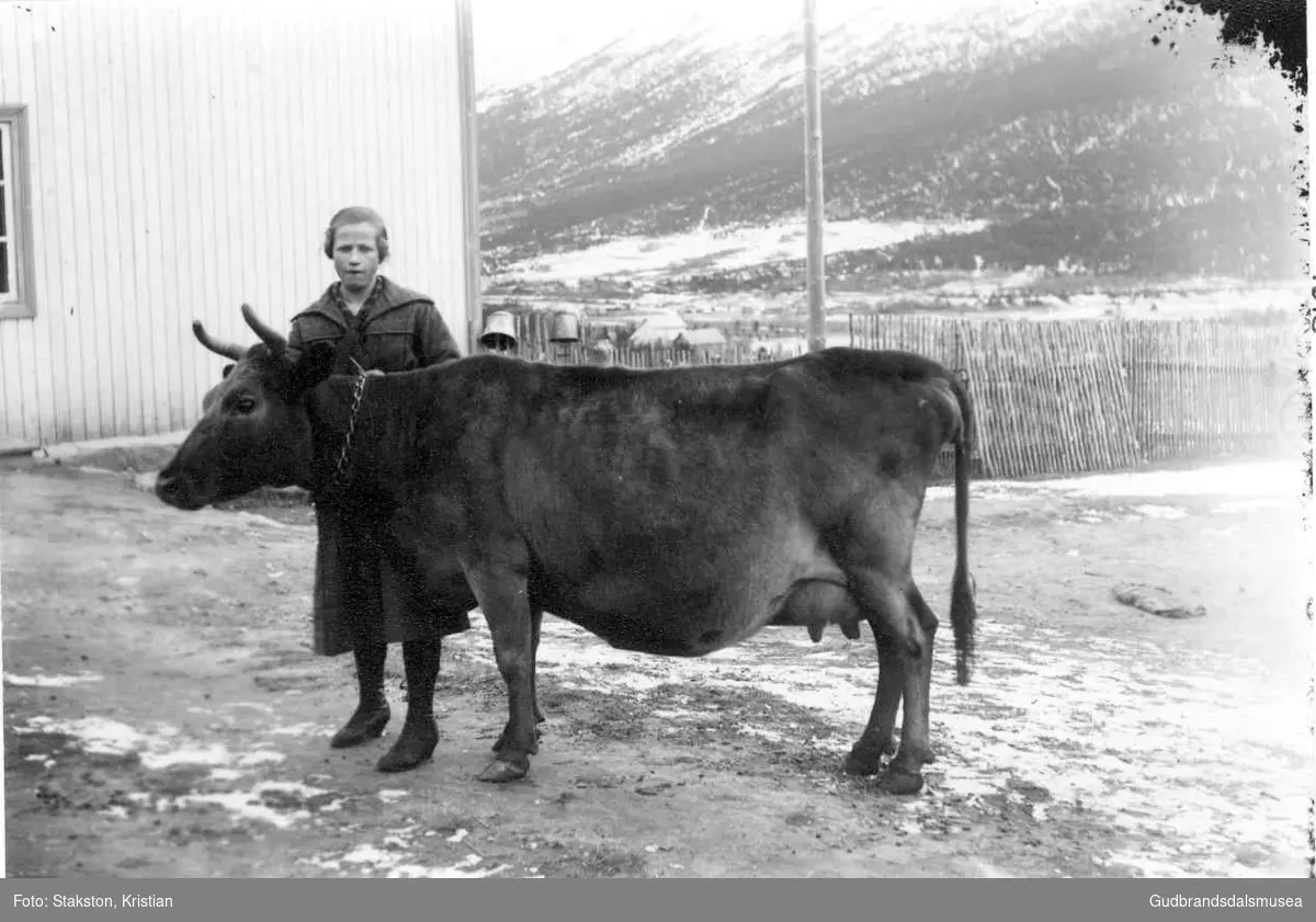 Karen Kjeken (f. 1907 g. Johannesson, Tuva) med ei ku
