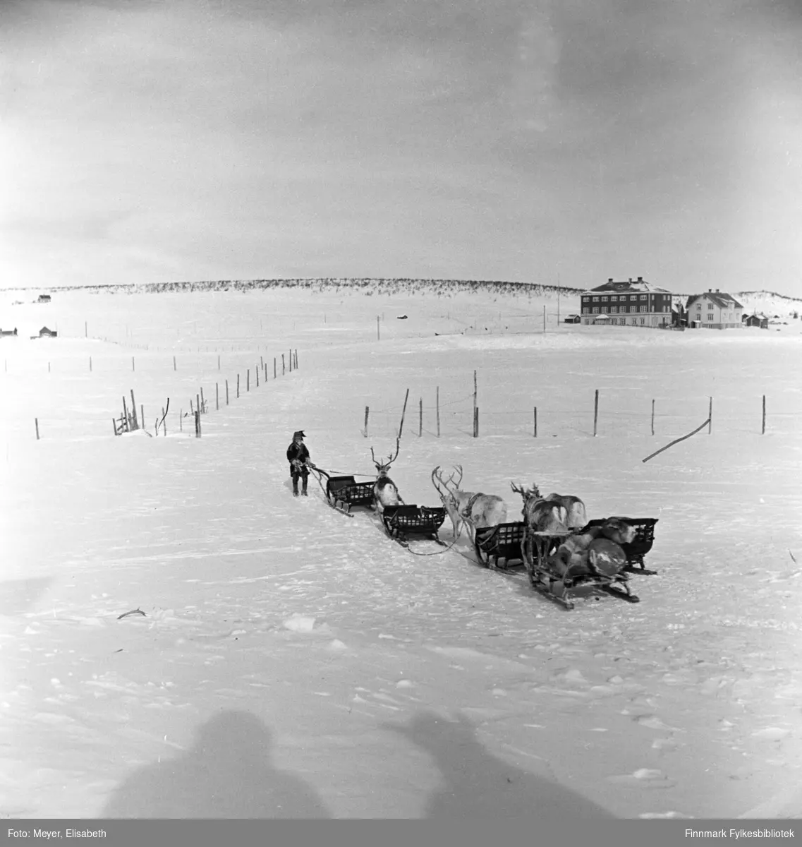 Same med kjørerein og sleder. Fotografert  av Elisabeth Meyer i Karasjok i 1940.
