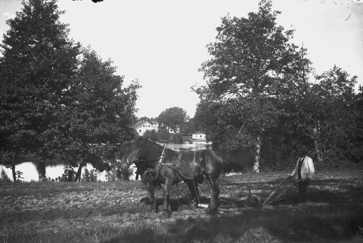En man plöjer med hästar på fälten vid Eds Herrgård, Värnamo.